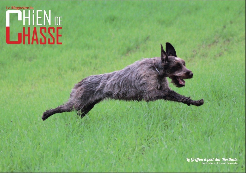 de la Hount Barrade - Le Magazine du Chien de Chasse